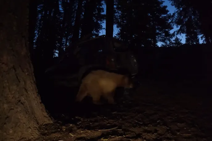 Lost bear in the trail